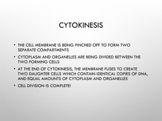 CYTOKINESIS
• THE CELL MEMBRANE IS BEING PINCHED OFF TO FORM TWO
SEPARATE COMPARTMENTS
• CYTOPLASM AND ORGANELLES ARE BEING DIVIDED BETWEEN THE
TWO FORMING CELLS
• AT THE END OF CYTOKINESIS, THE MEMBRANE FUSES TO CREATE
TWO DAUGHTER CELLS WHICH CONTAIN IDENTICAL COPIES OF DNA,
AND EQUAL AMOUNTS OF CYTOPLASM AND ORGANELLES
• CELL DIVISION IS COMPLETE!
 