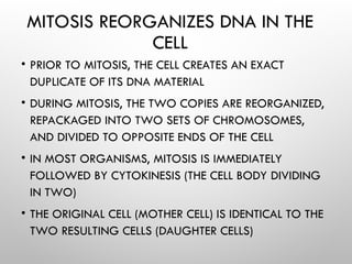 MITOSIS REORGANIZES DNA IN THE
CELL
• PRIOR TO MITOSIS, THE CELL CREATES AN EXACT
DUPLICATE OF ITS DNA MATERIAL
• DURING MITOSIS, THE TWO COPIES ARE REORGANIZED,
REPACKAGED INTO TWO SETS OF CHROMOSOMES,
AND DIVIDED TO OPPOSITE ENDS OF THE CELL
• IN MOST ORGANISMS, MITOSIS IS IMMEDIATELY
FOLLOWED BY CYTOKINESIS (THE CELL BODY DIVIDING
IN TWO)
• THE ORIGINAL CELL (MOTHER CELL) IS IDENTICAL TO THE
TWO RESULTING CELLS (DAUGHTER CELLS)
 