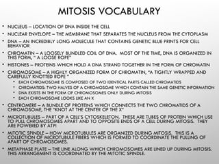 MITOSIS VOCABULARY
• NUCLEUS – LOCATION OF DNA INSIDE THE CELL
• NUCLEAR ENVELOPE – THE MEMBRANE THAT SEPARATES THE NUCLEUS FROM THE CYTOPLASM
• DNA – AN INCREDIBLY LONG MOLECULE THAT CONTAINS GENETIC BLUE PRINTS FOR CELL
BEHAVIOR
• CHROMATIN – A LOOSELY BUNDLED COIL OF DNA. MOST OF THE TIME, DNA IS ORGANIZED IN
THIS FORM, “ A LOOSE ROPE”
• HISTONES – PROTEINS WHICH HOLD A DNA STRAND TOGETHER IN THE FORM OF CHROMATIN
• CHROMOSOME – A HIGHLY ORGANIZED FORM OF CHROMATIN, “A TIGHTLY WRAPPED AND
CAREFULLY KNOTTED ROPE ”
• EACH CHROMOSOME IS COMPOSED OF TWO IDENTICAL PARTS CALLED CHROMATIDS
• CHROMATIDS: TWO HALVES OF A CHROMOSOME WHICH CONTAIN THE SAME GENETIC INFORMATION
• DNA EXISTS IN THE FORM OF CHROMOSOMES ONLY DURING MITOSIS
• EACH CHROMOSOME LOOKS LIKE AN X
• CENTROMERE – A BUNDLE OF PROTEINS WHICH CONNECTS THE TWO CHROMATIDS OF A
CHROMOSOME, THE “KNOT AT THE CENTER OF THE X“
• MICROTUBULES – PART OF A CELL’S CYTOSKELETON. THESE ARE TUBES OF PROTEIN WHICH USE
TO PULL CHROMOSOMES APART AND TO OPPOSITE ENDS OF A CELL DURING MITOSIS. THEY
ARE POWERED BY ATP!
• MITOTIC SPINDLE – HOW MICROTUBULES ARE ORGANIZED DURING MITOSIS. THIS IS A
COLLECTION OF MICROTUBULE FIBERS WHICH IS FORMED TO COORDINATE THE PULLING OF
APART OF CHROMOSOMES.
• METAPHASE PLATE – THE LINE ALONG WHICH CHROMOSOMES ARE LINED UP DURING MITOSIS.
THIS ARRANGEMENT IS COORDINATED BY THE MITOTIC SPINDLE.
 