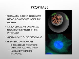 PROPHASE
• CHROMATIN IS BEING ORGANIZED
INTO CHROMOSOMES INSIDE THE
NUCLEUS
• MICROTUBULES ARE ORGANIZED
INTO MITOTIC SPINDLES IN THE
CYTOPLASM
• NUCLEAR ENVELOPE IS DISSOLVING
• BY THE END OF PROPHASE
• CHROMOSOMES AND MITOTIC
SPINDLE ARE FULLY ORGANIZED
• NUCLEAR ENVELOPE HAS
DISAPPEARED
 