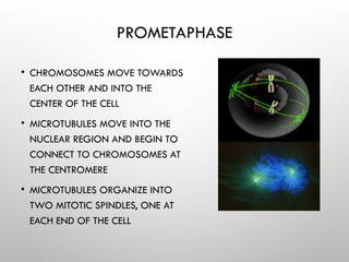 PROMETAPHASE
• CHROMOSOMES MOVE TOWARDS
EACH OTHER AND INTO THE
CENTER OF THE CELL
• MICROTUBULES MOVE INTO THE
NUCLEAR REGION AND BEGIN TO
CONNECT TO CHROMOSOMES AT
THE CENTROMERE
• MICROTUBULES ORGANIZE INTO
TWO MITOTIC SPINDLES, ONE AT
EACH END OF THE CELL
 