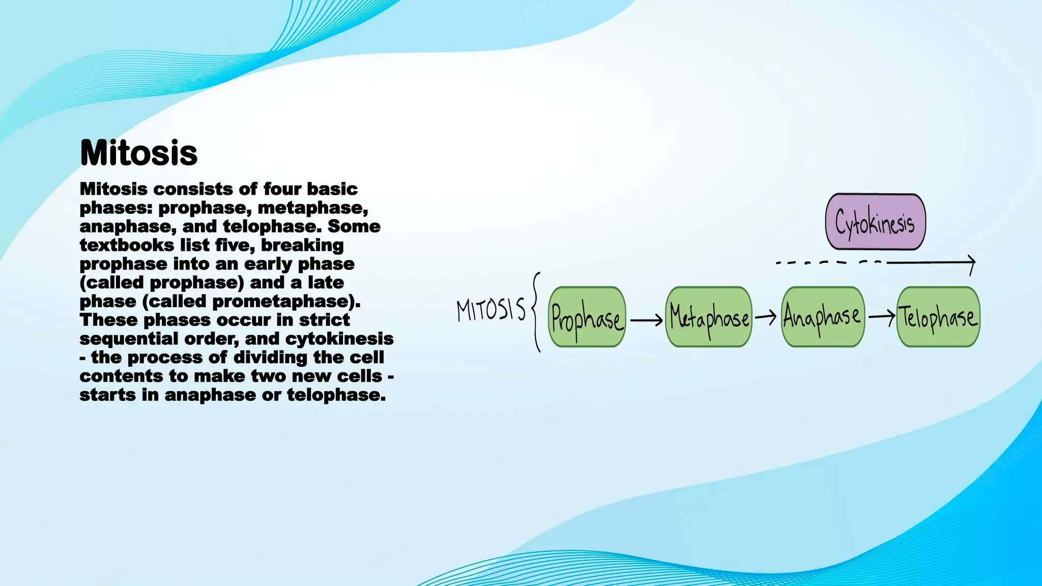Mitosis
Mitosis consists of four basic
phases: prophase, metaphase,
anaphase, and telophase. Some
textbooks list five, breaking
prophase into an early phase
(called prophase) and a late
phase (called prometaphase).
These phases occur in strict
sequential order, and cytokinesis
- the process of dividing the cell
contents to make two new cells -
starts in anaphase or telophase.
 