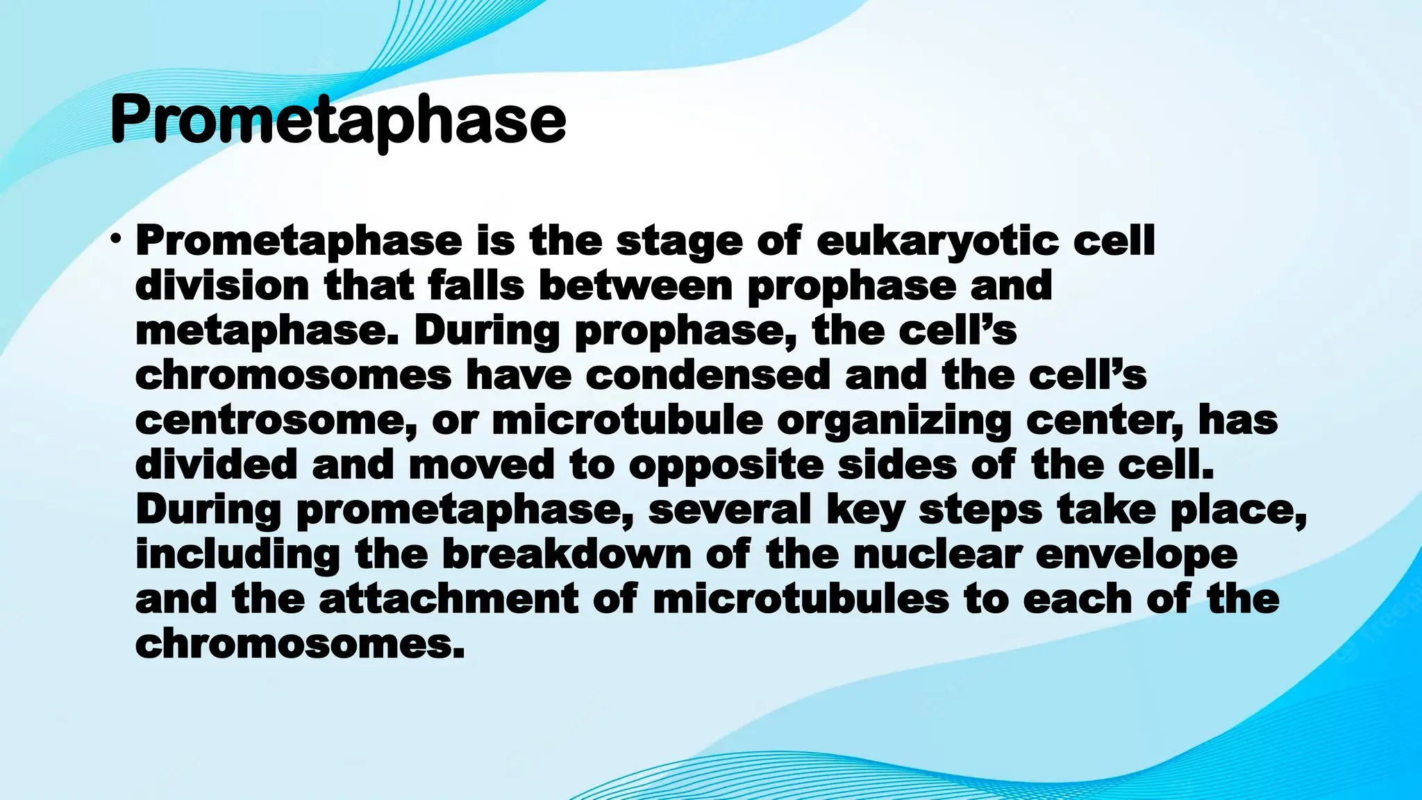 Prometaphase
• Prometaphase is the stage of eukaryotic cell
division that falls between prophase and
metaphase. During prophase, the cell’s
chromosomes have condensed and the cell’s
centrosome, or microtubule organizing center, has
divided and moved to opposite sides of the cell.
During prometaphase, several key steps take place,
including the breakdown of the nuclear envelope
and the attachment of microtubules to each of the
chromosomes.
 