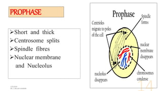 PROPHASE
Short and thick
Centrosome splits
Spindle fibres
Nuclear membrane
and Nucleolus
 