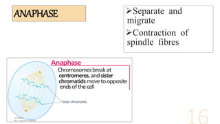 ANAPHASE Separate and
migrate
Contraction of
spindle fibres
 
