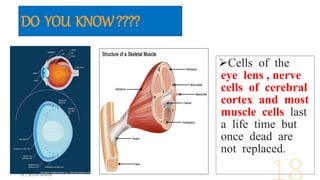 DO YOU KNOW????
Cells of the
eye lens , nerve
cells of cerebral
cortex and most
muscle cells last
a life time but
once dead are
not replaced.
 