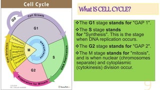 WhatISCELLCYCLE?
The G1 stage stands for "GAP 1".
The S stage stands
for "Synthesis". This is the stage
when DNA replication occurs.
The G2 stage stands for "GAP 2".
The M stage stands for "mitosis",
and is when nuclear (chromosomes
separate) and cytoplasmic
(cytokinesis) division occur.
 