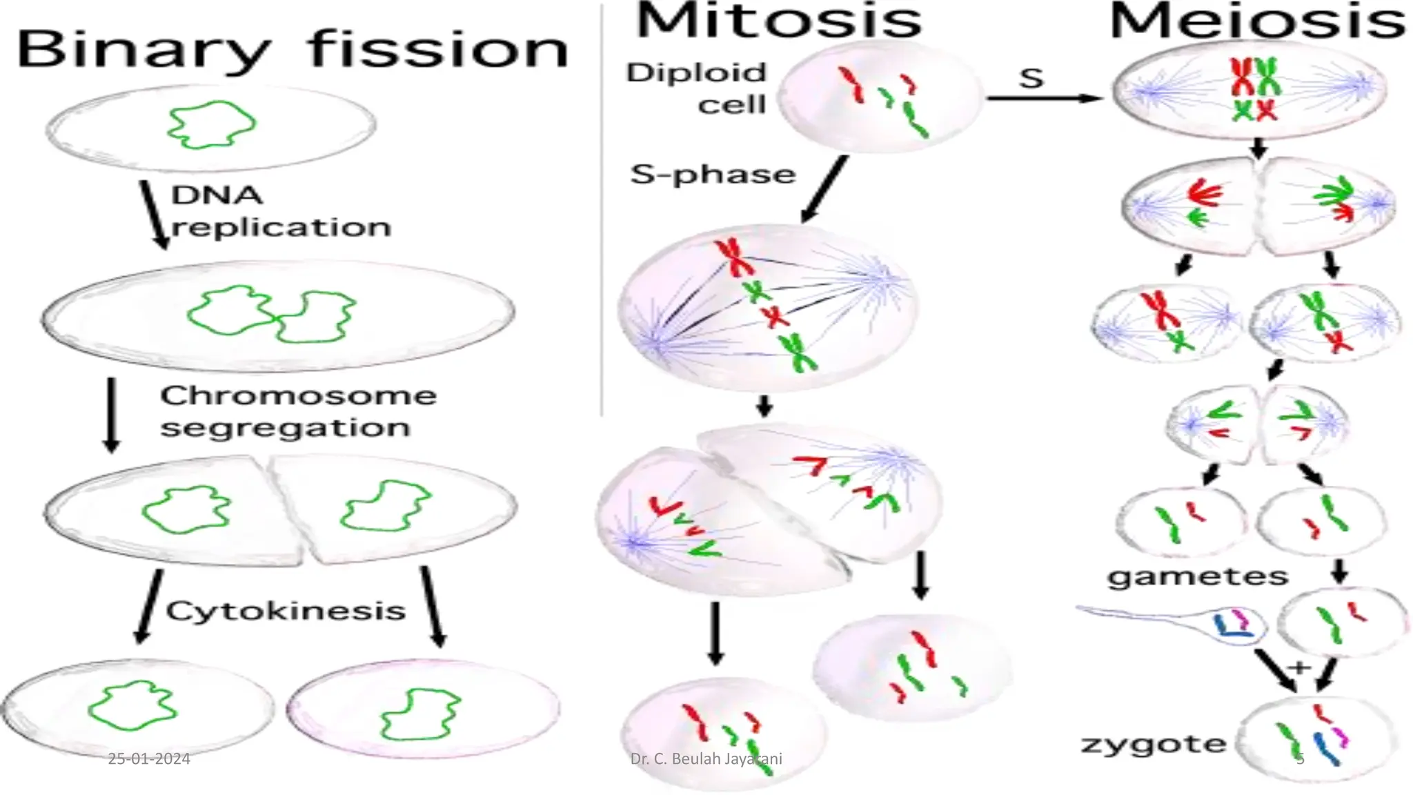 CELL DIVISION- PART - 2 -MEIOSIS.pptx