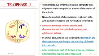 • The homologous chromosome pairs complete their
migration to the two poles as a result of the action of
the spindle.
• Now a haploid set of chromosomes is at each pole,
with each chromosome still having two chromatids.
• A nuclear envelope reforms around each
chromosome set, the spindle disappears, and
cytokinesis follows.
• In animal cells, cytokinesis involves the formation of a
cleavage furrow, resulting in the pinching of the cell
into two cells.
• After cytokinesis, each of the two progeny cells has a
nucleus with a haploid set of replicated
TELOPHASE - I
25-01-2024 Dr. C. Beulah Jayarani 11
 