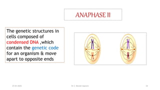 ANAPHASE II
The genetic structures in
cells composed of
condensed DNA ,which
contain the genetic code
for an organism & move
apart to opposite ends
25-01-2024 Dr. C. Beulah Jayarani 14
 