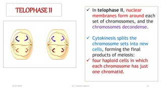 TELOPHASE II  In telophase II, nuclear
membranes form around each
set of chromosomes, and the
chromosomes decondense.
 Cytokinesis splits the
chromosome sets into new
cells, forming the final
products of meiosis:
 four haploid cells in which
each chromosome has just
one chromatid.
25-01-2024 Dr. C. Beulah Jayarani 15
 