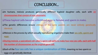 CONCLUSION…
In humans, meiosis produces genetically different haploid daughter cells, each with 23
chromosomes that consist of one chromatid.
These haploid cells become unfertilized eggs in females and sperm in males.
The genetic differences ensure siblings of the same parents are never entirely genetically
identical.
Meiosis is the process by which sexually reproducing organisms make their sex cells, sperm and
eggs.
During meiosis, a specialized cell called a germ cell splits to make four new sex cells, each with half
the number of chromosomes as the original germ cell.
Each of the four sex cells has a unique combination of DNA, meaning no two sperm or
eggs are genetically identical.
25-01-2024 Dr. C. Beulah Jayarani
16
 