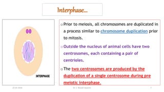Interphase…
oPrior to meiosis, all chromosomes are duplicated in
a process similar to chromosome duplication prior
to mitosis.
oOutside the nucleus of animal cells have two
centrosomes, each containing a pair of
centrioles.
oThe two centrosomes are produced by the
duplication of a single centrosome during pre
meiotic interphase.
25-01-2024 Dr. C. Beulah Jayarani 7
 
