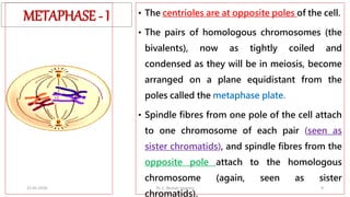 • The centrioles are at opposite poles of the cell.
• The pairs of homologous chromosomes (the
bivalents), now as tightly coiled and
condensed as they will be in meiosis, become
arranged on a plane equidistant from the
poles called the metaphase plate.
• Spindle fibres from one pole of the cell attach
to one chromosome of each pair (seen as
sister chromatids), and spindle fibres from the
opposite pole attach to the homologous
chromosome (again, seen as sister
chromatids).
METAPHASE - I
25-01-2024 Dr. C. Beulah Jayarani 9
 