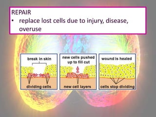 Cell division 1 mitosis | PPTX