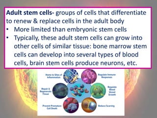 Cell Division 1 Mitosis notes | PPTX