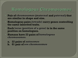 Pair of  chromosomes  ( maternal  and  paternal ) that are similar in shape and size. Homologous pairs  (tetrads)  carry genes controlling the same inherited traits. Each  locus   (position of a gene)  is in the same position on homologues. Humans have 23 pairs of  homologous chromosomes. a. 22 pairs of  autosomes b. 01 pair of  sex chromosomes 