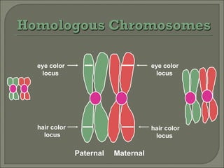 Paternal Maternal eye color locus eye color locus hair color locus hair color locus 