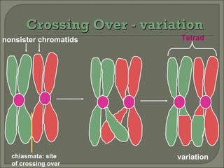 variation nonsister chromatids chiasmata: site of crossing over Tetrad 