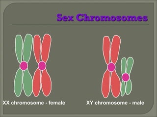 XX chromosome - female XY chromosome - male 