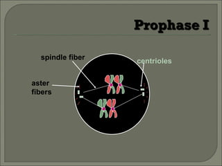 centrioles spindle fiber aster fibers 