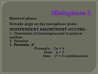 Shortest phase Tetrads  align on the  metaphase plate . INDEPENDENT ASSORTMENT OCCURS: 1.  Orientation of homologous pair to poles is random. 2.  Variation 3.  Formula:  2 n Example: 2n = 4 then    n = 2   thus  2 2  = 4 combinations 