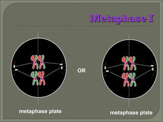 metaphase plate OR metaphase plate 