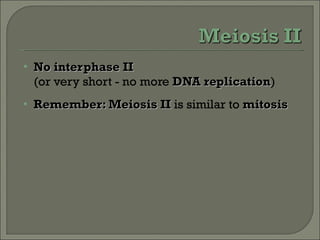 No interphase II  (or very short - no more  DNA replication ) Remember: Meiosis II  is similar to  mitosis 