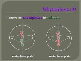 same as  metaphase  in  mitosis metaphase plate metaphase plate 
