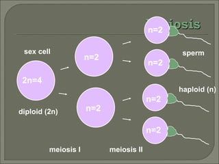2n=4 sex cell diploid (2n) n=2 n=2 meiosis I n=2 n=2 n=2 n=2 sperm haploid (n) meiosis II 
