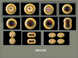 MEIOSIS 