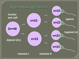 2n=46 human sex cell diploid (2n) n=23 n=23 meiosis I n=23 n=23 n=23 n=23 sperm haploid (n) meiosis II 