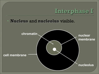Nucleus  and  nucleolus  visible. nuclear membrane nucleolus cell membrane chromatin 