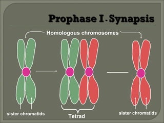 Homologous chromosomes sister chromatids sister chromatids Tetrad 
