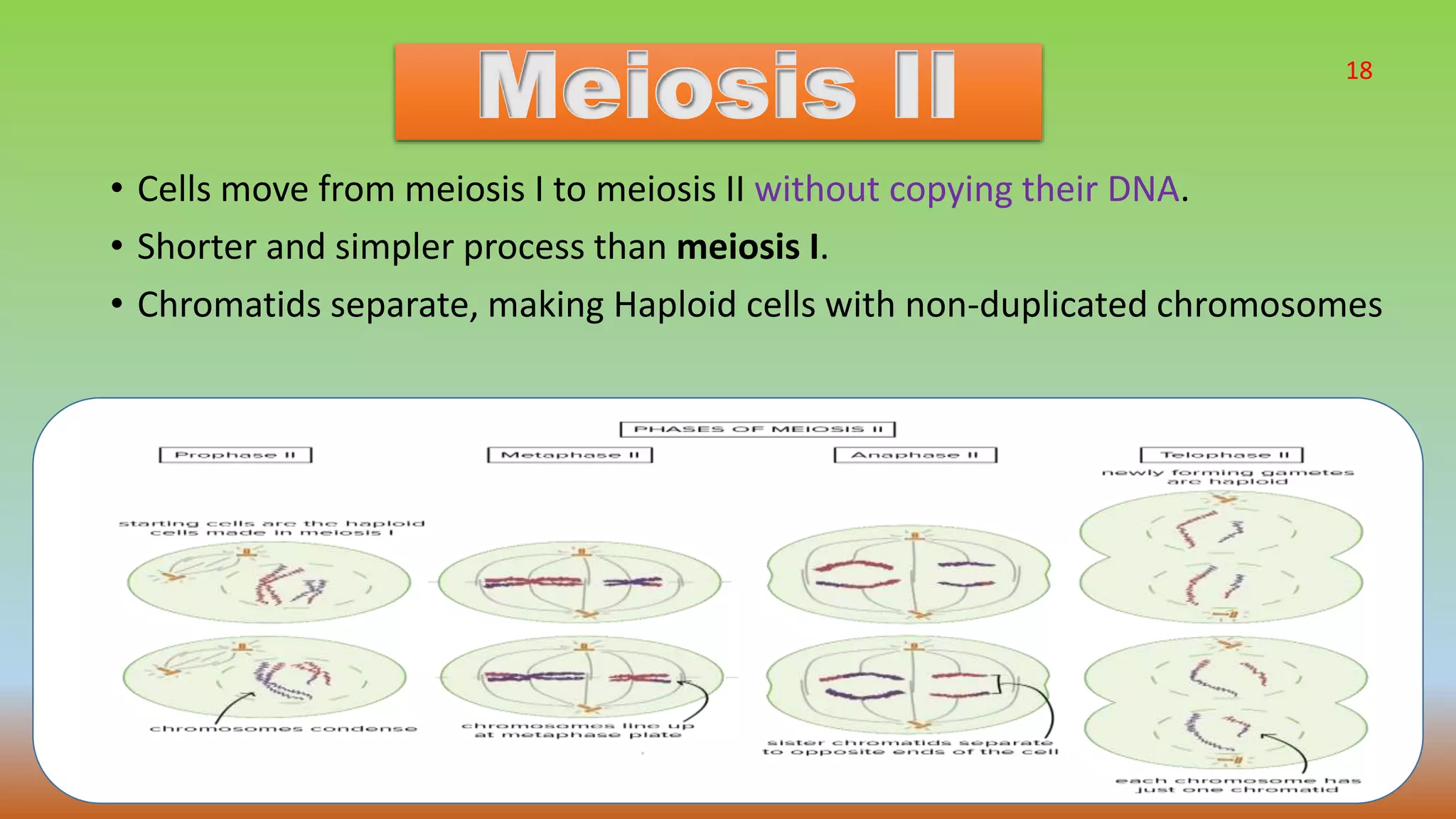 Hapliod Process Cell division and gametogenesis | PPTX