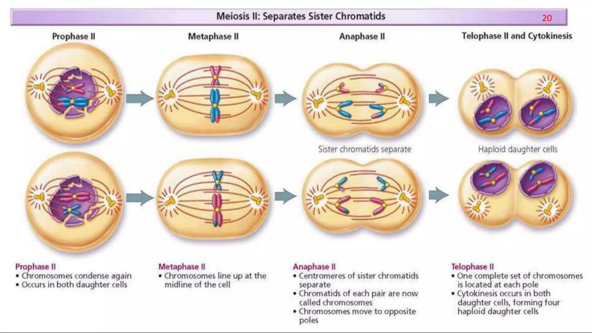 Cell division and gametogenesis | PPTX