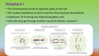 Telophase I
• The chromosomes arrive at opposite poles of the cell.
• The nuclear membrane re-forms and the chromosomes decondense.
• Cytokinesis  Forming two Haploid daughter cells.
• Cells will soon go through another round of division, meiosis II
17
 