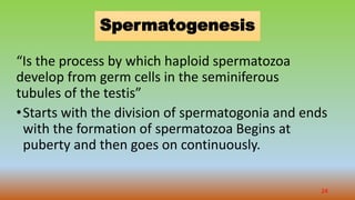 Spermatogenesis
“Is the process by which haploid spermatozoa
develop from germ cells in the seminiferous
tubules of the testis”
•Starts with the division of spermatogonia and ends
with the formation of spermatozoa Begins at
puberty and then goes on continuously.
24
 