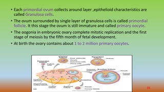 • Each primordial ovum collects around layer ,epithelioid characteristics are
called Granulosa cells.
• The ovum surrounded by single layer of granulosa cells is called primordial
follicle. It this stage the ovum is still immature and called primary oocyte.
• The oogonia in embryonic ovary complete mitotic replication and the first
stage of meiosis by the fifth month of fetal development.
• At birth the ovary contains about 1 to 2 million primary oocytes.
36
 