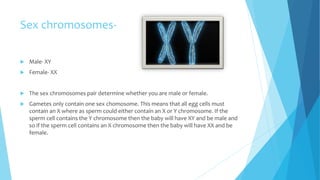 Sex chromosomes-
 Male- XY
 Female- XX
 The sex chromosomes pair determine whether you are male or female.
 Gametes only contain one sex chomosome. This means that all egg cells must
contain an X where as sperm could either contain an X or Y chromosome. If the
sperm cell contains the Y chromosome then the baby will have XY and be male and
so if the sperm cell contains an X chromosome then the baby will have XX and be
female.
 