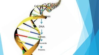 Cell Nucleus
Chromosomes
DNA
Genes
Amino Acids
Proteins
 