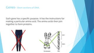Genes- Short sections of DNA.
Each gene has a specific purpose. It has the instructions for
making a particular amino acid. The amino acids then join
together to form proteins.
 
