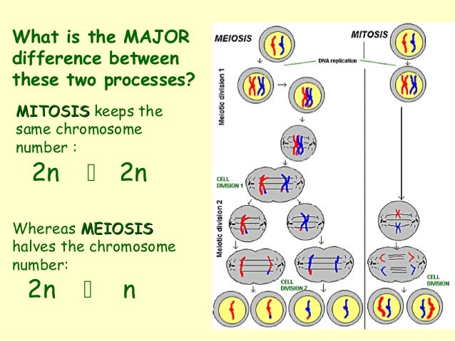 Introduction to Cell division