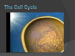 The Cell Cycle