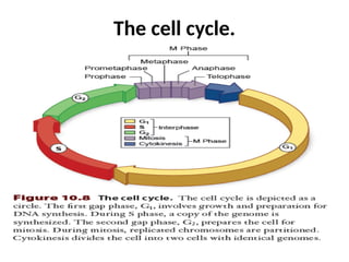 Cell Division & Cell cycle- Copperbelt University slides | PPTX