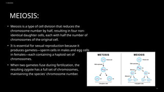 11/20/2024
11
MEIOSIS:
• Meiosis is a type of cell division that reduces the
chromosome number by half, resulting in four non-
identical daughter cells, each with half the number of
chromosomes of the original cell.
• It is essential for sexual reproduction because it
produces gametes—sperm cells in males and egg cells
in females—each containing a haploid set of
chromosomes.
• When two gametes fuse during fertilization, the
resulting zygote has a full set of chromosomes,
maintaining the species' chromosome number.
 