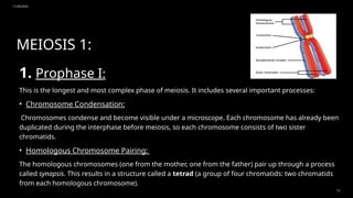 11/20/2024
13
MEIOSIS 1:
1. Prophase I:
This is the longest and most complex phase of meiosis. It includes several important processes:
• Chromosome Condensation:
Chromosomes condense and become visible under a microscope. Each chromosome has already been
duplicated during the interphase before meiosis, so each chromosome consists of two sister
chromatids.
• Homologous Chromosome Pairing:
The homologous chromosomes (one from the mother, one from the father) pair up through a process
called synapsis. This results in a structure called a tetrad (a group of four chromatids: two chromatids
from each homologous chromosome).
 