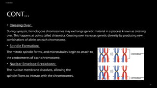 11/20/2024
14
CONT...
• Crossing Over:
During synapsis, homologous chromosomes may exchange genetic material in a process known as crossing
over. This happens at points called chiasmata. Crossing over increases genetic diversity by producing new
combinations of alleles on each chromosome.
• Spindle Formation:
The mitotic spindle forms, and microtubules begin to attach to
the centromeres of each chromosome.
• Nuclear Envelope Breakdown:
The nuclear membrane dissolves, allowing the
spindle fibers to interact with the chromosomes.
 