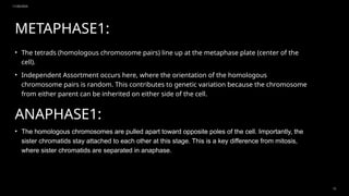 11/20/2024
15
METAPHASE1:
• The tetrads (homologous chromosome pairs) line up at the metaphase plate (center of the
cell).
• Independent Assortment occurs here, where the orientation of the homologous
chromosome pairs is random. This contributes to genetic variation because the chromosome
from either parent can be inherited on either side of the cell.
ANAPHASE1:
• The homologous chromosomes are pulled apart toward opposite poles of the cell. Importantly, the
sister chromatids stay attached to each other at this stage. This is a key difference from mitosis,
where sister chromatids are separated in anaphase.
 