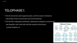 11/20/2024
16
TELOPHASE1:
• The chromosomes reach opposite poles, and the nuclear membrane
may briefly re-form around each set of chromosomes.
• The cell then undergoes cytokinesis, splitting the cytoplasm and forming
two daughter cells, each with half the original chromosome
number (haploid, n).
 